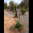Xanthorrhoea quadrangulata